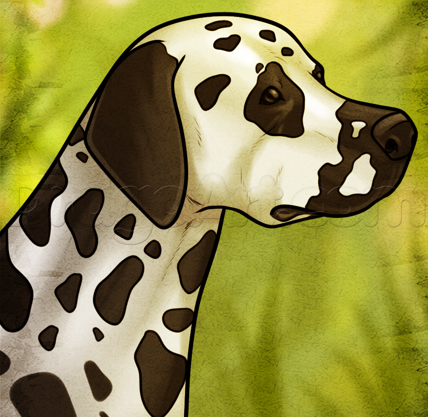 Dalmatian Drawing at Explore collection of