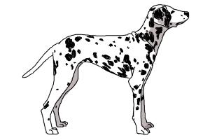 300x200 How To Draw A Dalmatian - Dalmatian Drawing