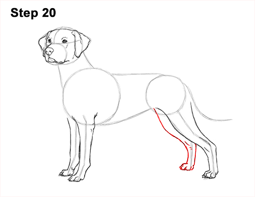 500x386 How To Draw A Dalmatian Dog Video Step - Dalmatian Drawing