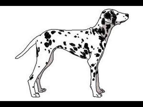 480x360 How To Draw A Dalmatian - Dalmatian Drawing