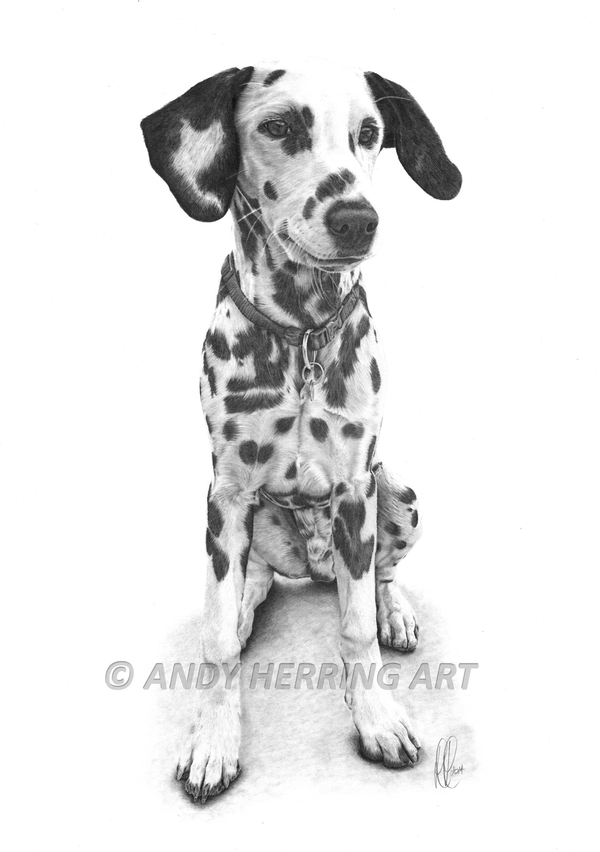 1920x2726 Dalmatian Drawing - Dalmatian Drawing