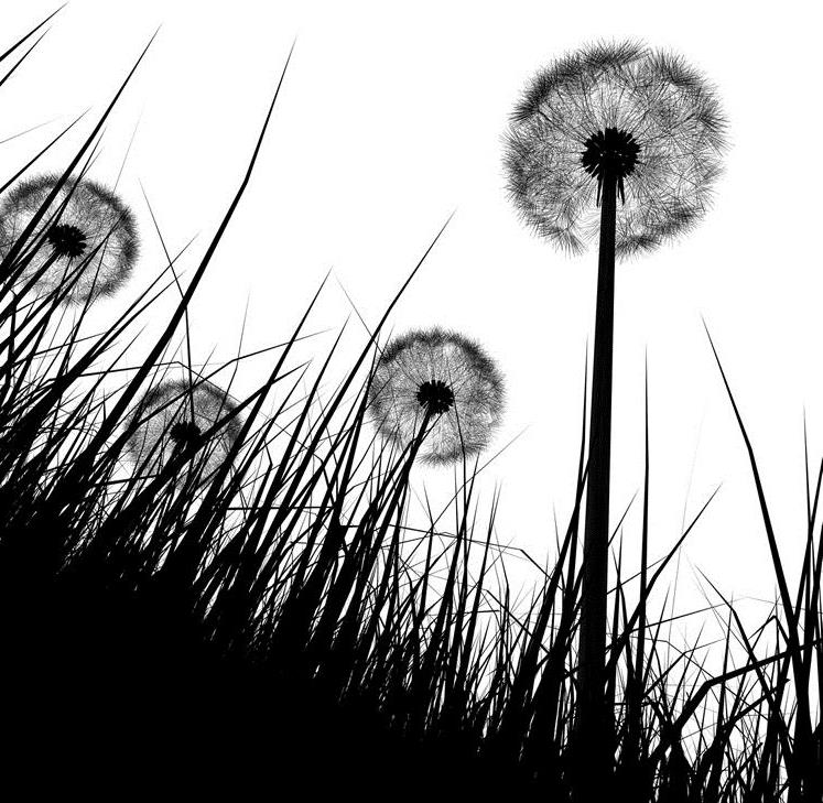 747x729 dandelion black and white drawing - Dandelion Black And White Drawing