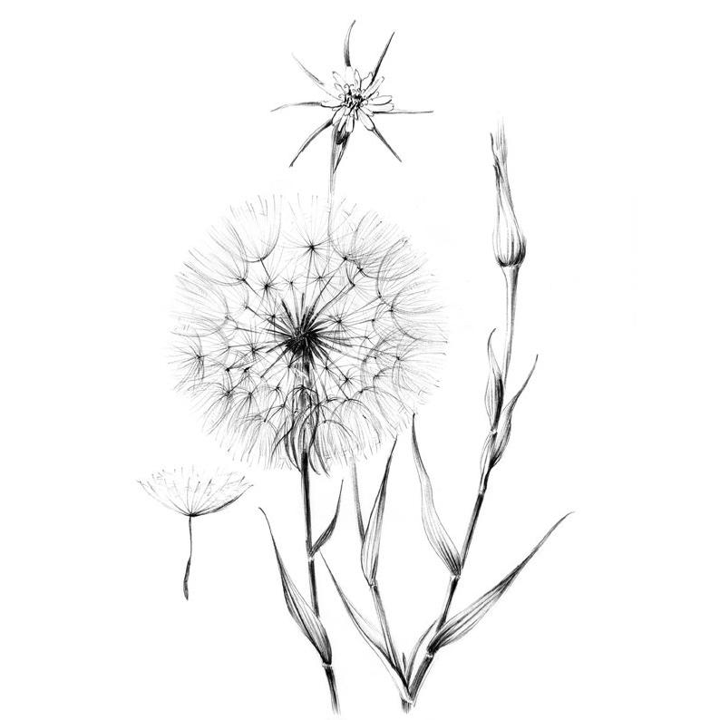 794x794 Dandelion Sketch Wild Flower Line Drawing Tragopogon Etsy - Dandelion Black And White Drawing