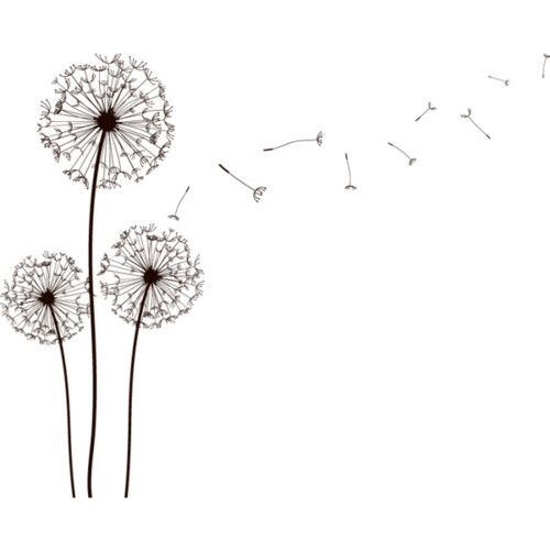 500x500 Dandelion Pencil Draw - Dandelion Black And White Drawing