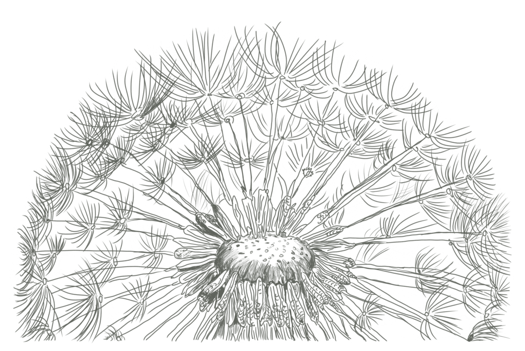 1024x686 Dandelions Drawing Free Download On Unixtitan - Dandelion Black And White Drawing