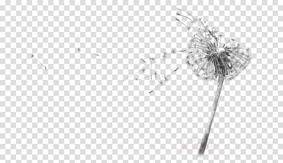 900x520 Drawing, Sketch, Illustration, Transparent Png Image Clipart - Dandelion Black And White Drawing