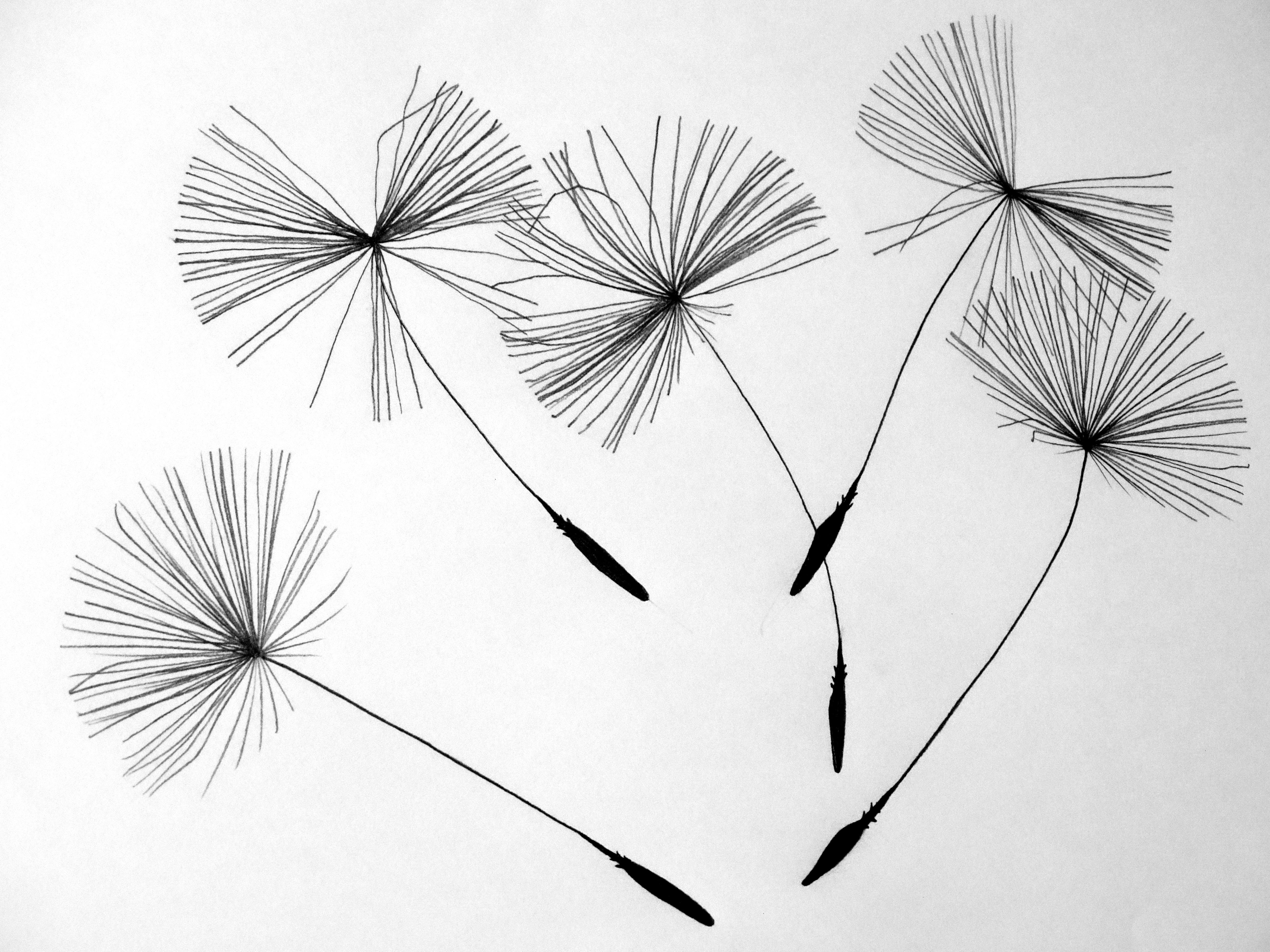 5184x3888 Free Images Nature, Branch, Black And White, Dandelion, Leaf - Dandelion Black And White Drawing