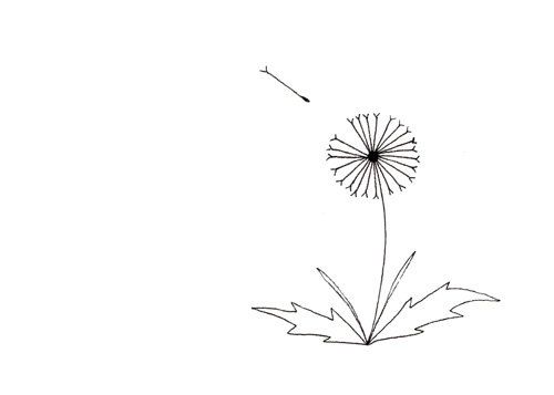 500x357 Simple Dandelion Drawing - Dandelion Black And White Drawing