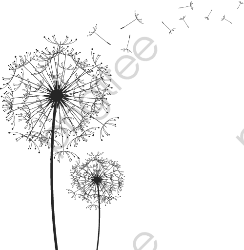 500x512 Transparent Black Drawing Vector Dandelion Png Format Image - Dandelion Black And White Drawing