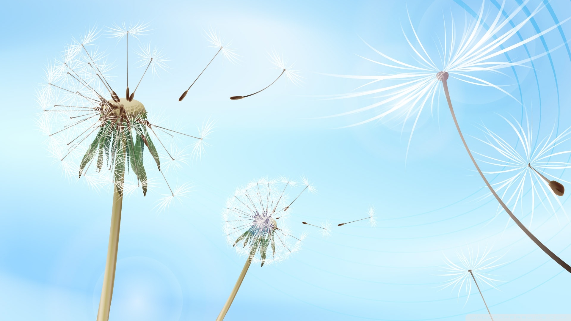 1920x1080 Blowing Dandelion Wallpaper - Dandelion Blowing In The Wind Drawing