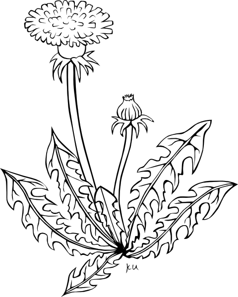 480x599 Blowing Dandelion Royalty Free Library Huge Freebie! Download - Dandelion Blowing In The Wind Drawing