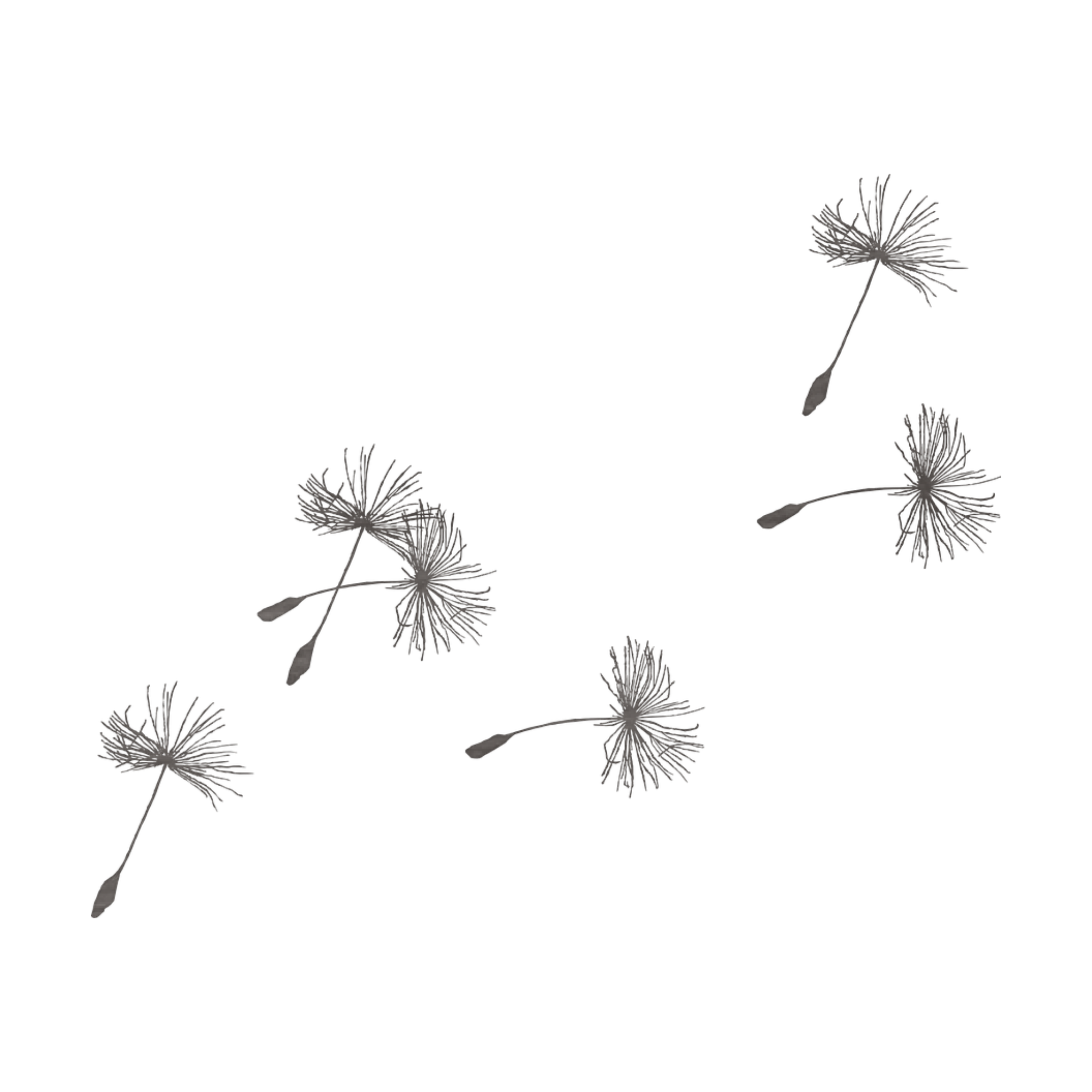 Dandelion Blowing In The Wind Drawing at Explore