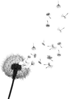 236x330 Pencil Drawings Pencil Drawing Dandelion - Dandelion Blowing In The Wind Drawing