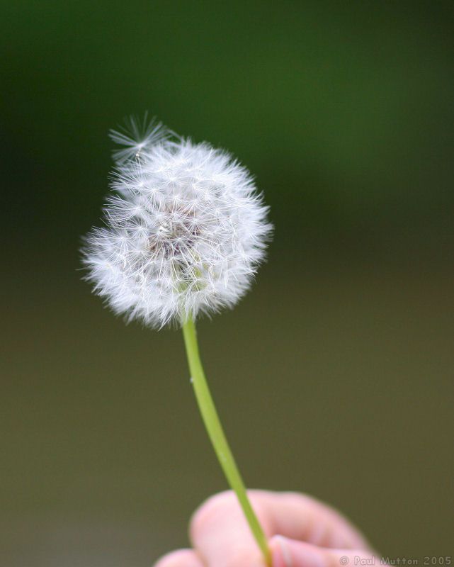 641x800 Photo Dandelion Blowing In Wind - Dandelion Blowing In The Wind Drawing