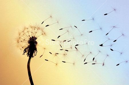 450x299 Blowing Dandelion Drawing Hd Wallpaper, Background Images - Dandelion Blowing In The Wind Drawing