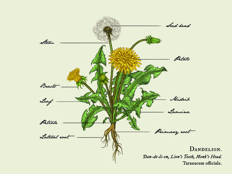 800x600 Dandelion Illustration - Dandelion Botanical Drawing