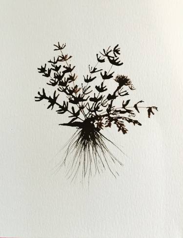 375x487 Dandelion And Remnant Drawing - Dandelion Botanical Drawing