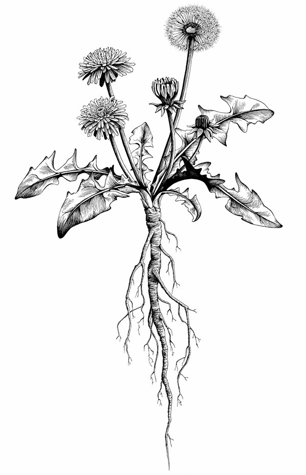 600x932 Dandelion On Behance - Dandelion Botanical Drawing