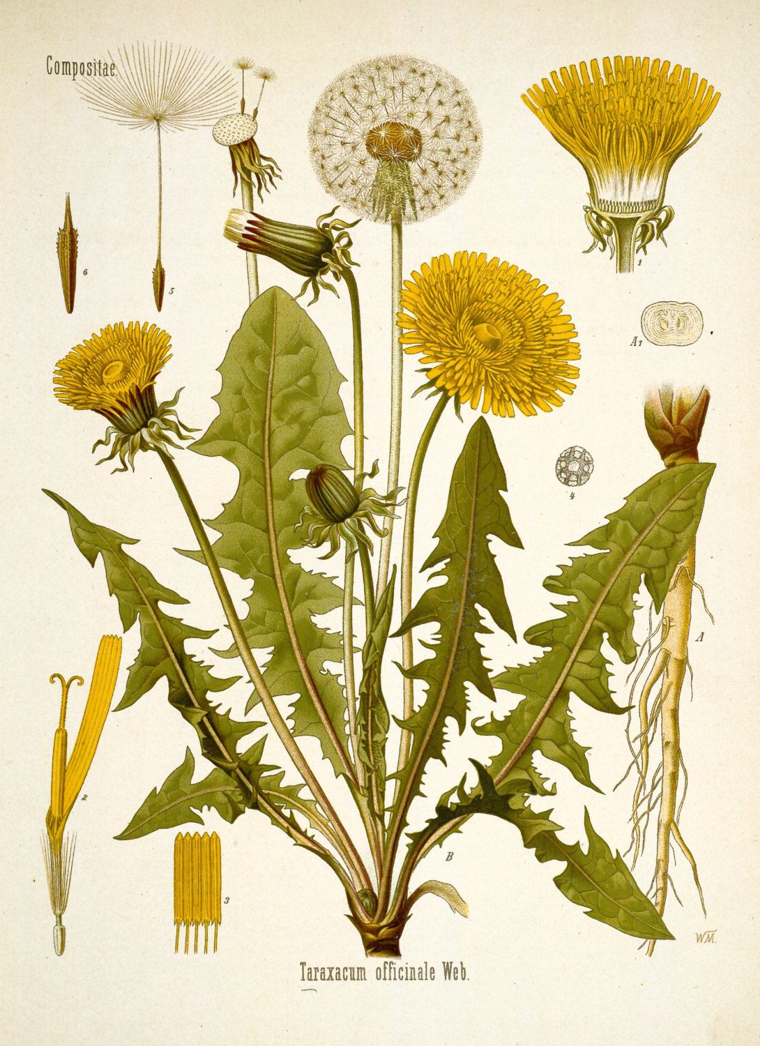 1090x1500 Dandelion Print Botanical Illustration Dandelion Poster Vintage - Dandelion Botanical Drawing