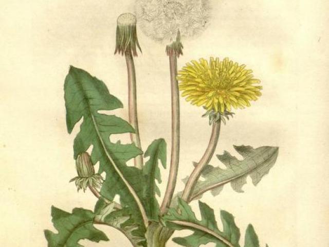 640x480 Drawn Dandelion Botanical Illustration - Dandelion Botanical Drawing