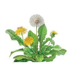 232x217 Drawn Dandelion Botanical Illustration - Dandelion Botanical Drawing