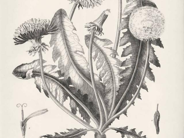 640x480 Drawn Dandelion Botanical Illustration - Dandelion Botanical Drawing