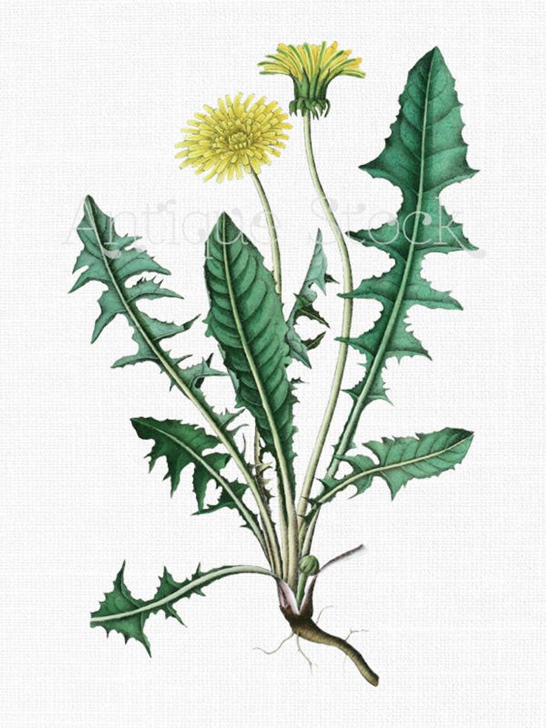794x1059 Flowers Clipart 'dandelion' Botanical Art Digital Etsy - Dandelion Botanical Drawing