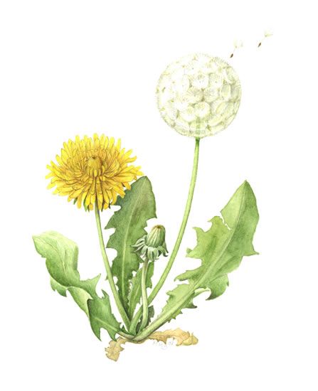 447x550 How To Draw A Dandelion The Society Of Botanical Artists - Dandelion Botanical Drawing