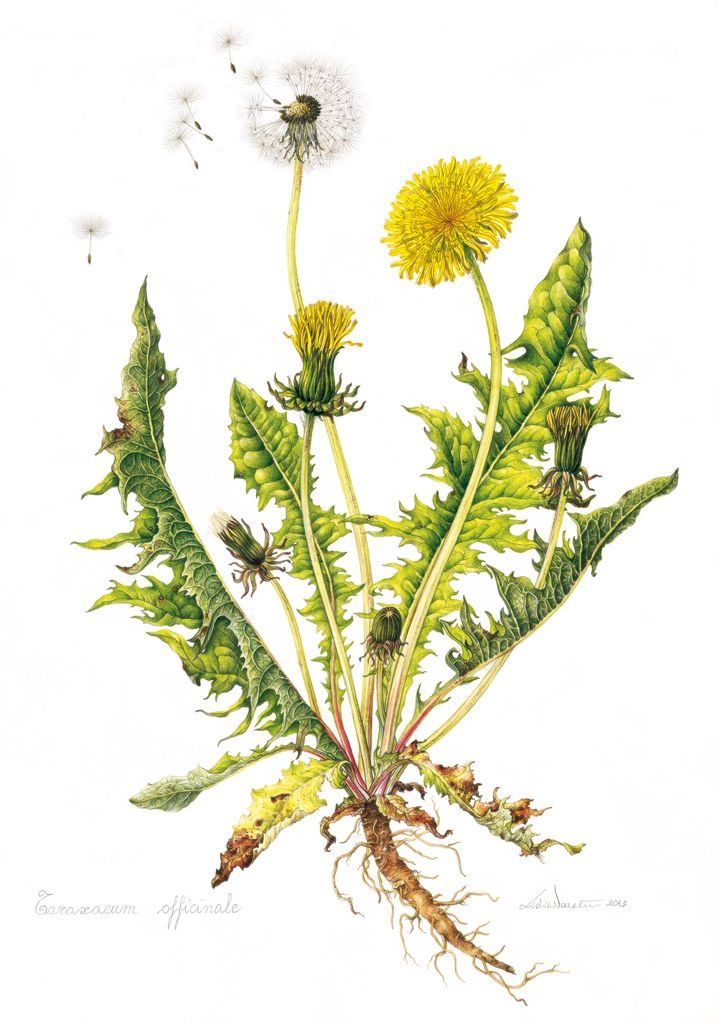 721x1024 Image Result For Dandelion Anatomy Painting Wedding Invites - Dandelion Botanical Drawing