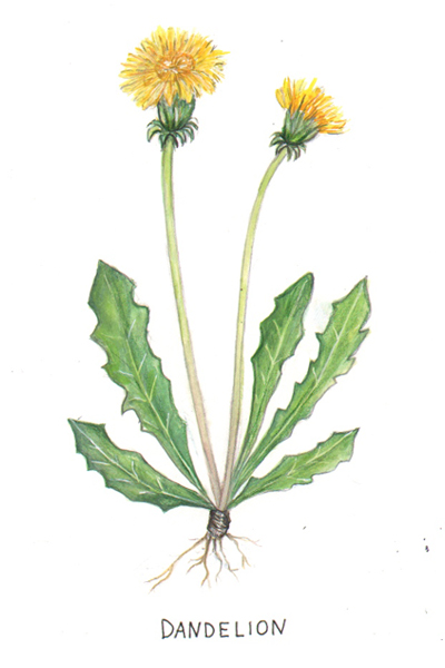 400x600 Jessica Heberle - Dandelion Botanical Drawing