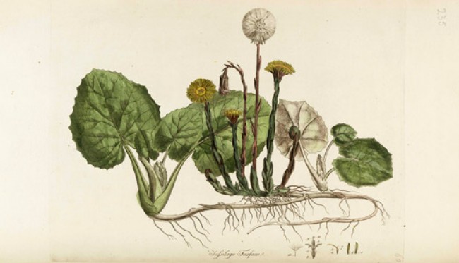 650x373 Object In Focus Early Guides To The Plants Of London - Dandelion Botanical Drawing