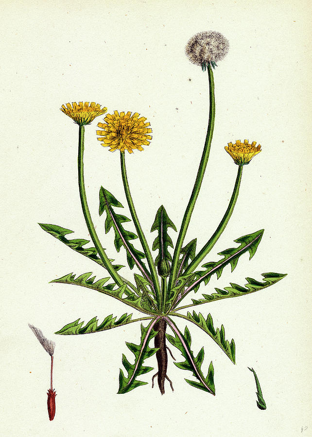 642x900 Taraxacum Officinale Var Erythrospermum Common Dandelion - Dandelion Botanical Drawing