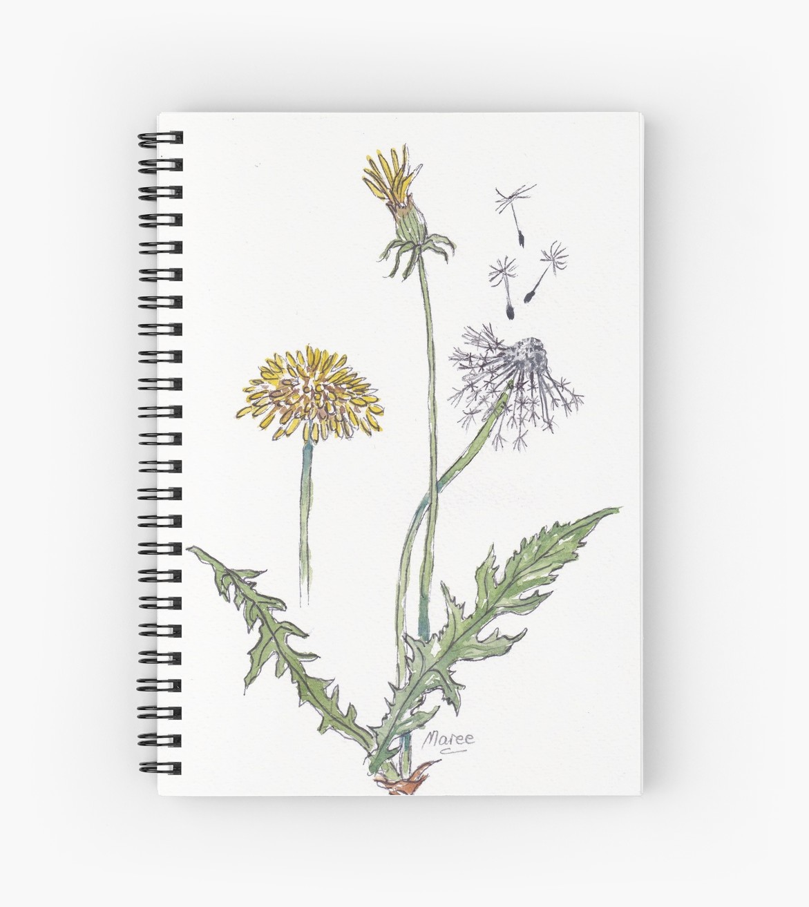 1171x1313 Taraxacum Officinale - Dandelion Botanical Drawing