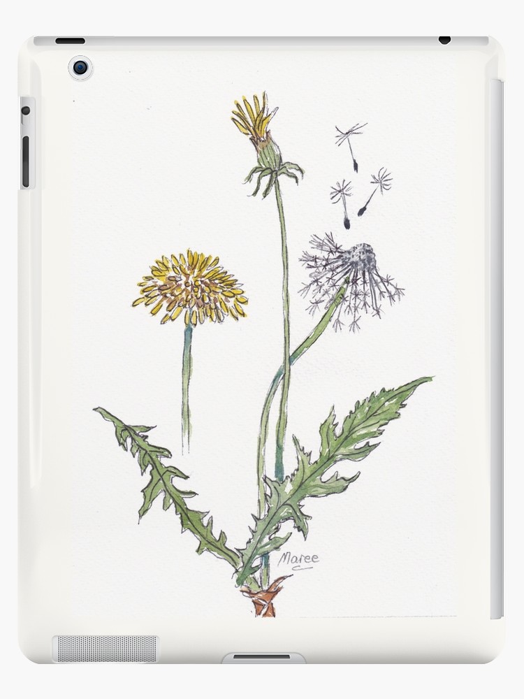 750x1000 Taraxacum Officinale - Dandelion Botanical Drawing
