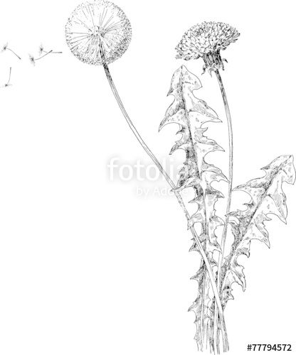 416x500 Vintage Illustration Dandelion Stock Photo And Royalty Free - Dandelion Botanical Drawing