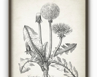 340x270 Wall Art Dandelion Etsy - Dandelion Botanical Drawing