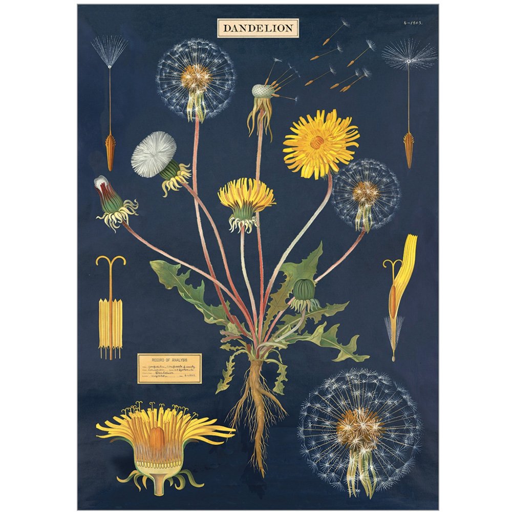 1000x1000 Wrap - Dandelion Botanical Drawing