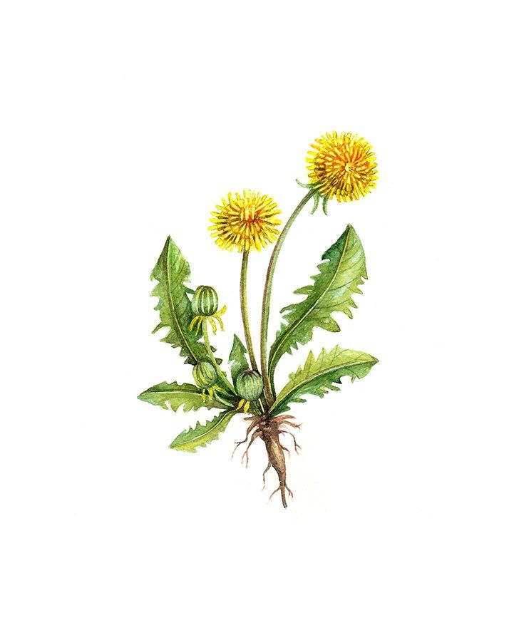 728x891 botanical flower prints dandelion floral botanical print - Dandelion Botanical Drawing