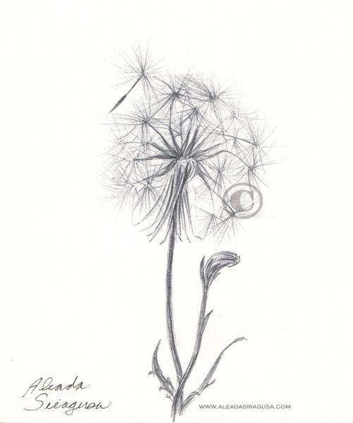 501x600 Dandelion Botanical Drawing - Dandelion Botanical Drawing