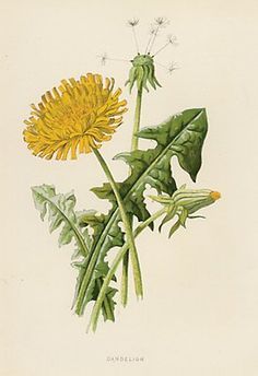 236x344 Dandelion Botanical Illustration - Dandelion Botanical Drawing