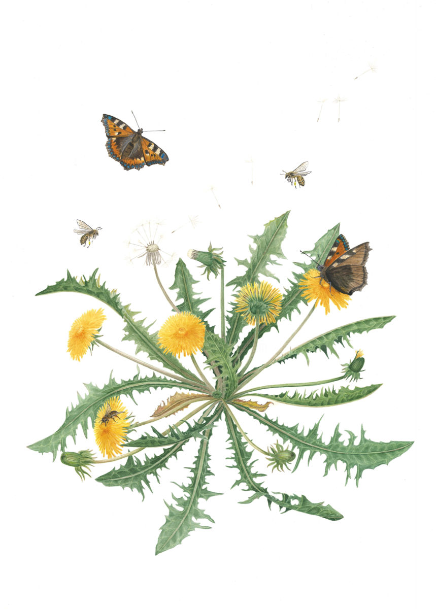 859x1200 Painting - Dandelion Botanical Drawing