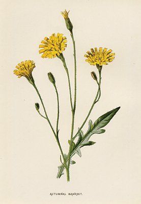 277x400 Foraging Friday Dandelions! - Dandelion Botanical Drawing