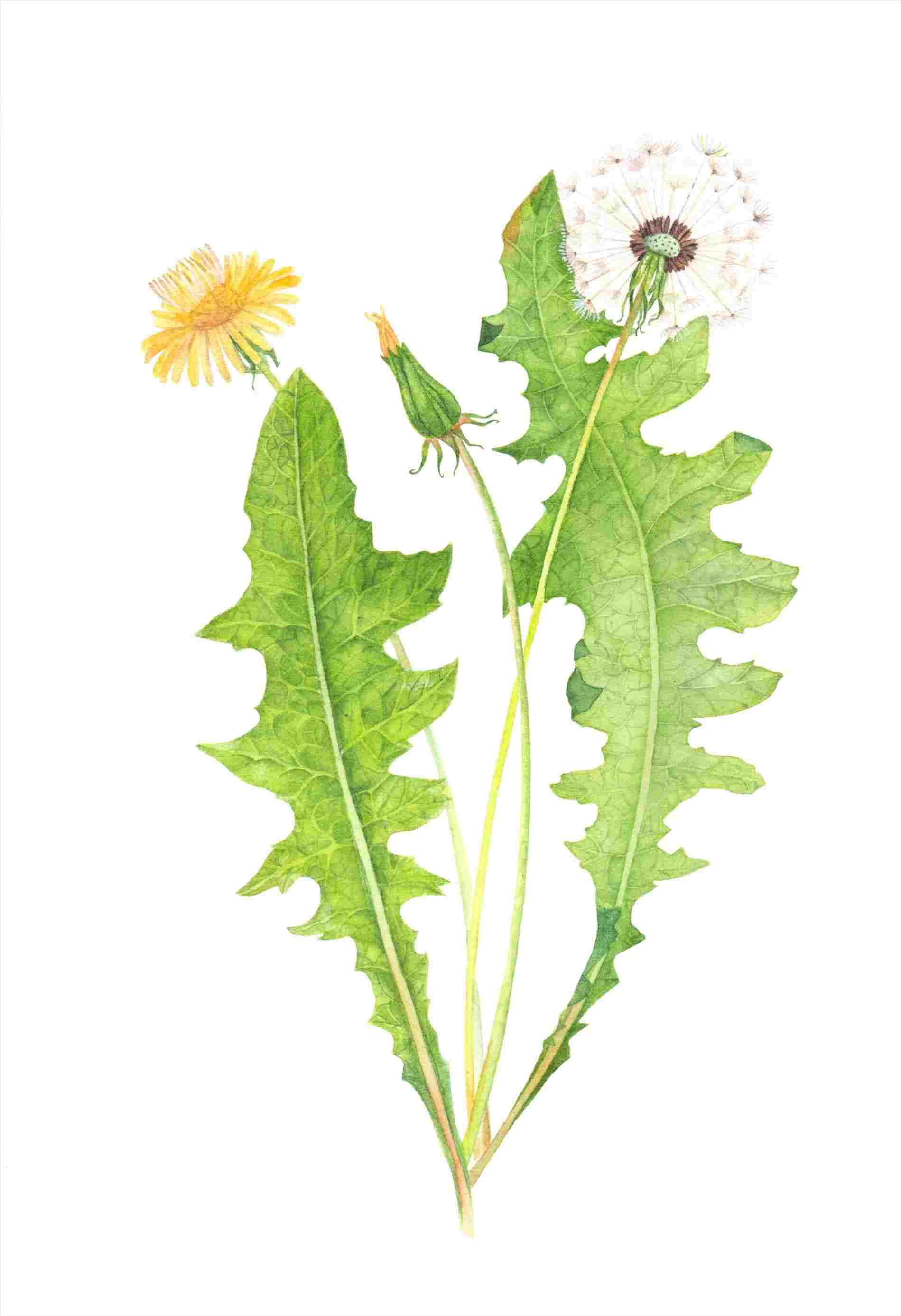 1899x2773 Rhcom Dandelion Botanical Drawing Medicinal - Dandelion Botanical Drawing