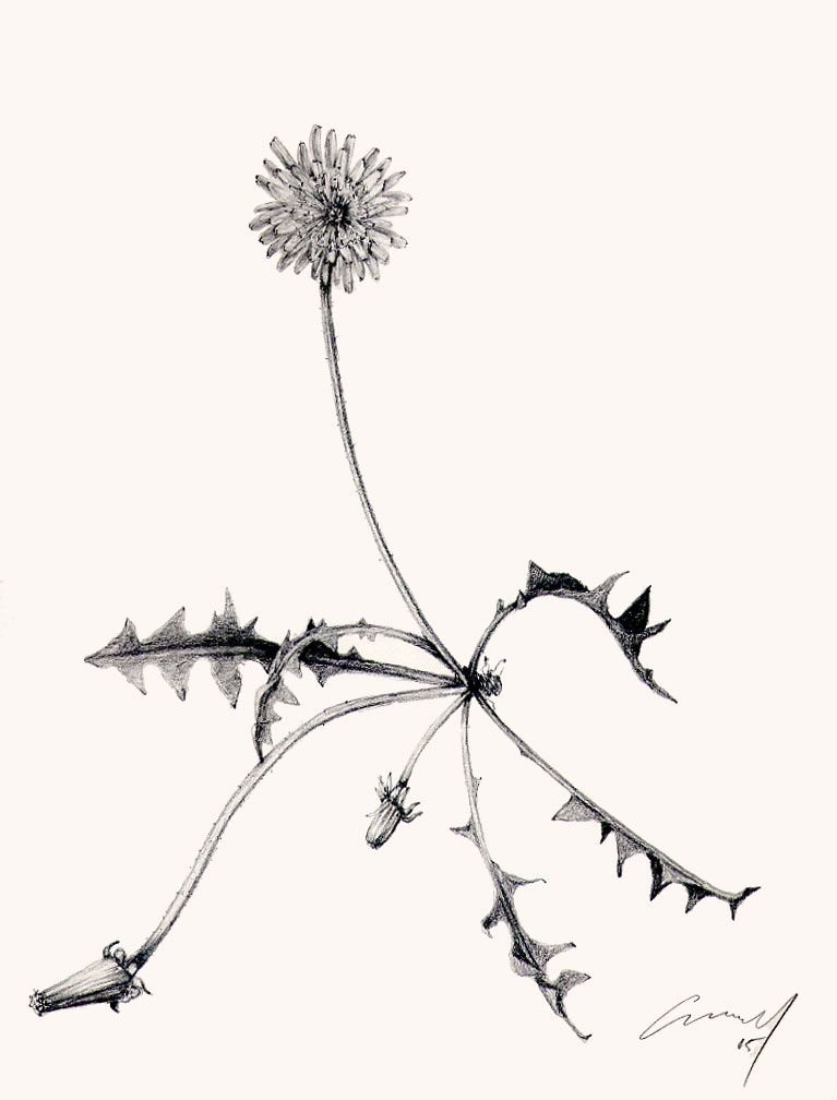 767x1008 Sketches And Impressions Dandelion Botanical - Dandelion Botanical Drawing