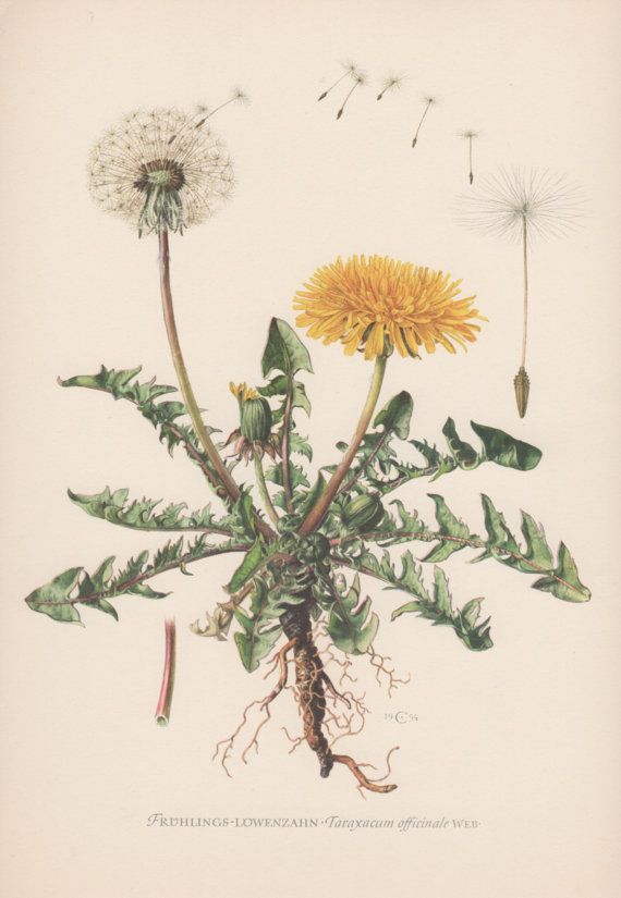 570x825 Best Taraxacum Officinale Ideas Dandelion, Botanical Art - Dandelion Botanical Drawing