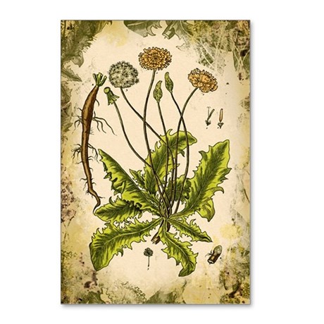 460x460 Botanical Drawings Postcards - Dandelion Botanical Drawing