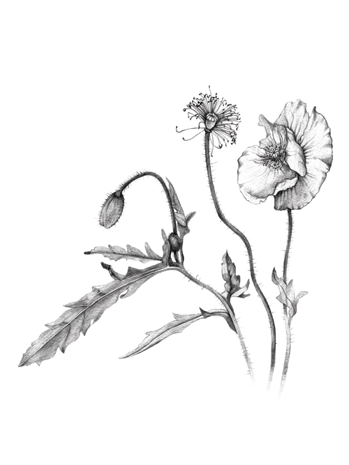 500x667 Botanical Illustration Talya Baldwin Illustration - Dandelion Botanical Drawing