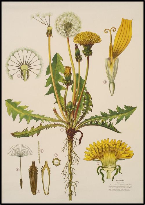 500x708 Dandelion Botanical Illustration Cabinet Of Curiosities - Dandelion Botanical Drawing