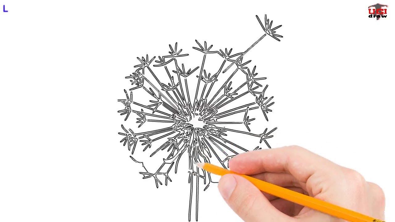1280x720 Dandelion Drawing Ideas An Easy Dandelion To Draw For Beginners - Dandelion Drawing