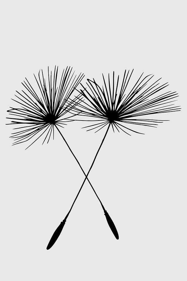 600x900 Dandelion Duo Drawing - Dandelion Drawing